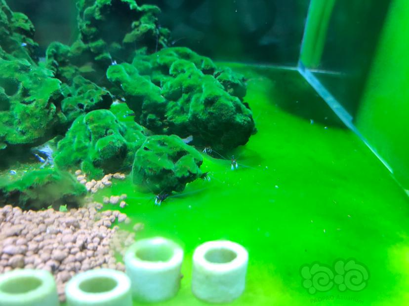 藻藻藻虾虾虾-图4