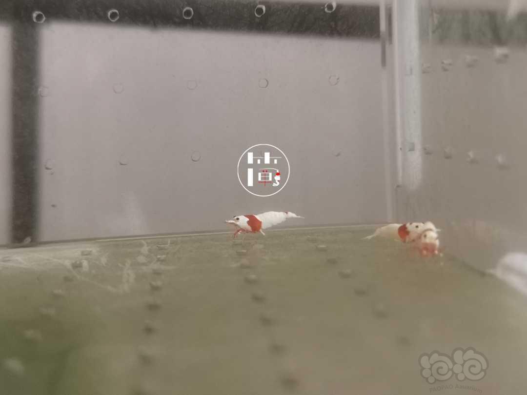 【虾】2020-07-07#RMB拍卖精选系统白躯红白水晶虾18只-图3