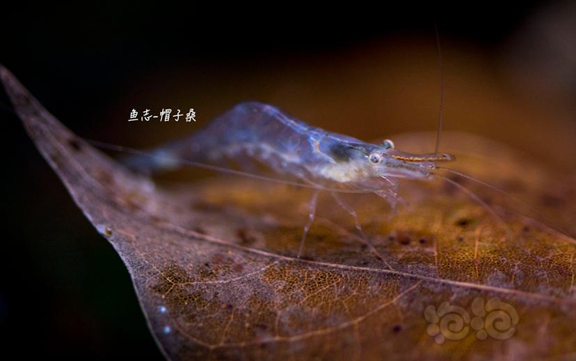 红鼻虾活不长-图1