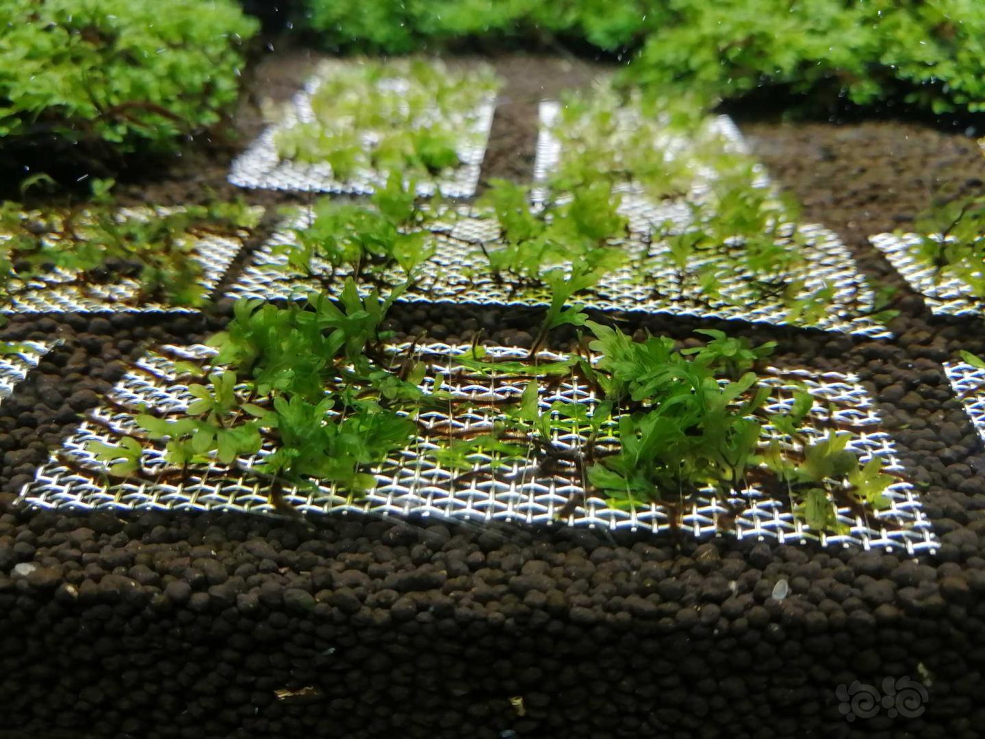 【水草】2020-08-31#RMB拍卖状态完美的翅脉蕨一片-1-图3