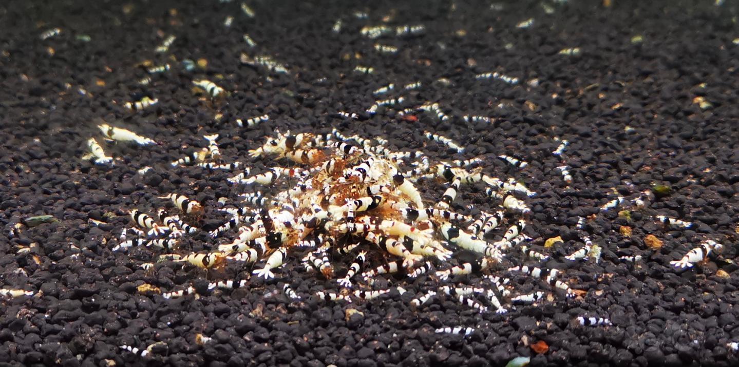 【虾】2020-08-31#RMB拍卖黑白幼虾一组100只-图1
