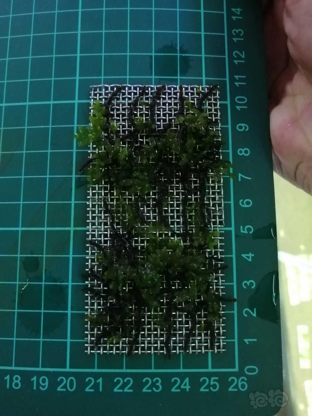 【水草】2020-08-31#RMB拍卖状态完美的翅脉蕨一片-1-图5