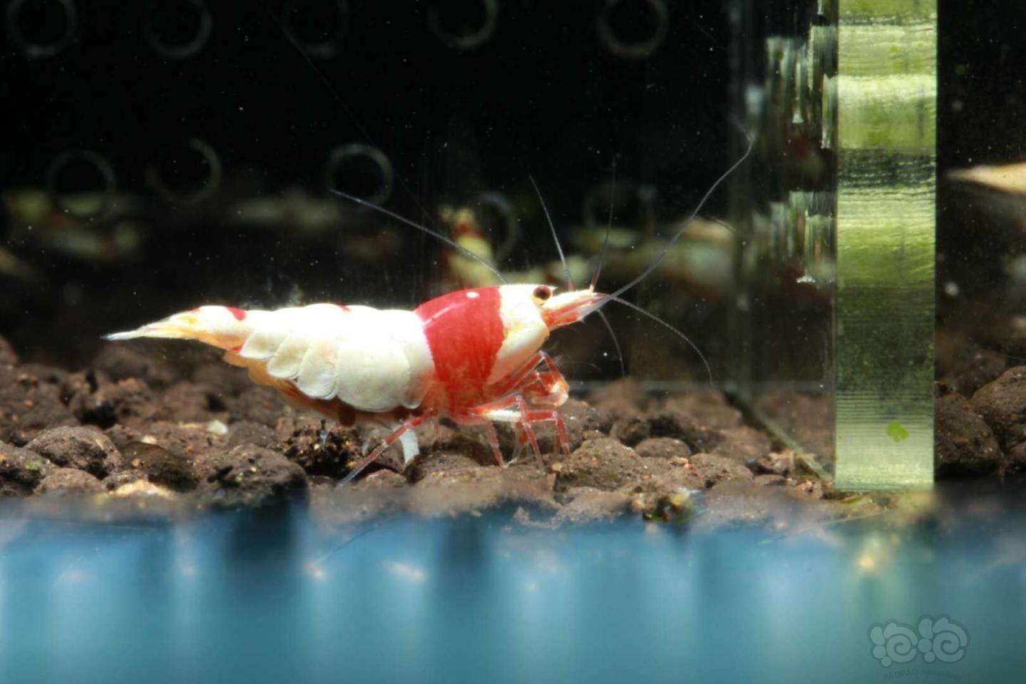 【虾】2020－8－31#RMB拍卖纯血红白3只繁殖组-图3