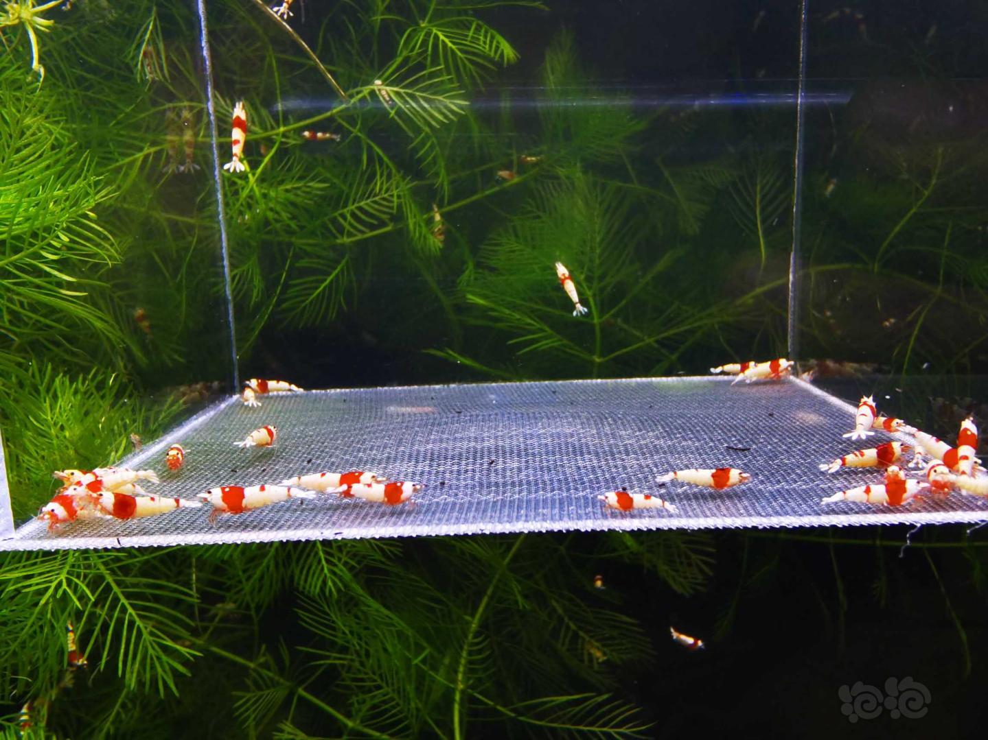 【虾】2020-08-26#RMB拍卖红白幼虾50只-图3