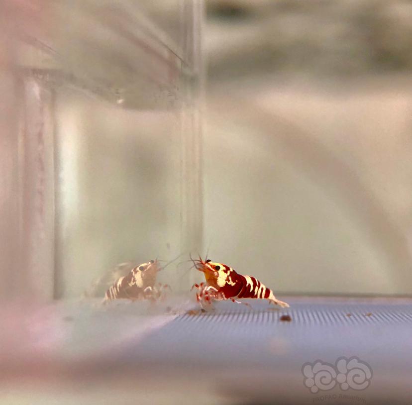 【虾】2020-8-24#RMB拍卖红花虎一份5只-图5