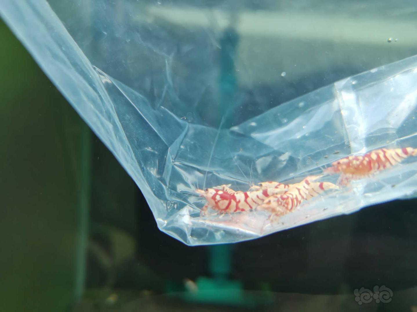 【虾】2020-8-9#RMB拍卖红花虎水晶虾5只-图11