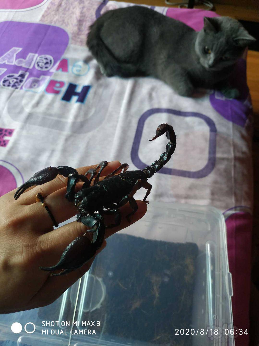 晒晒小黑蝎子-图8