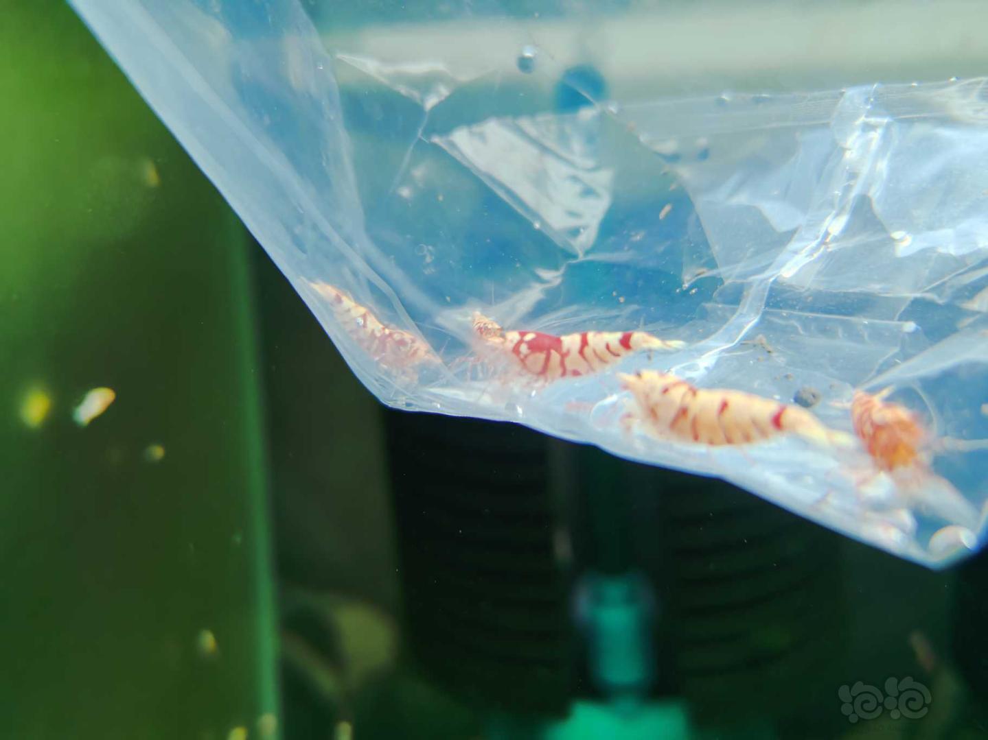 【虾】2020-8-9#RMB拍卖红花虎水晶虾5只-图12