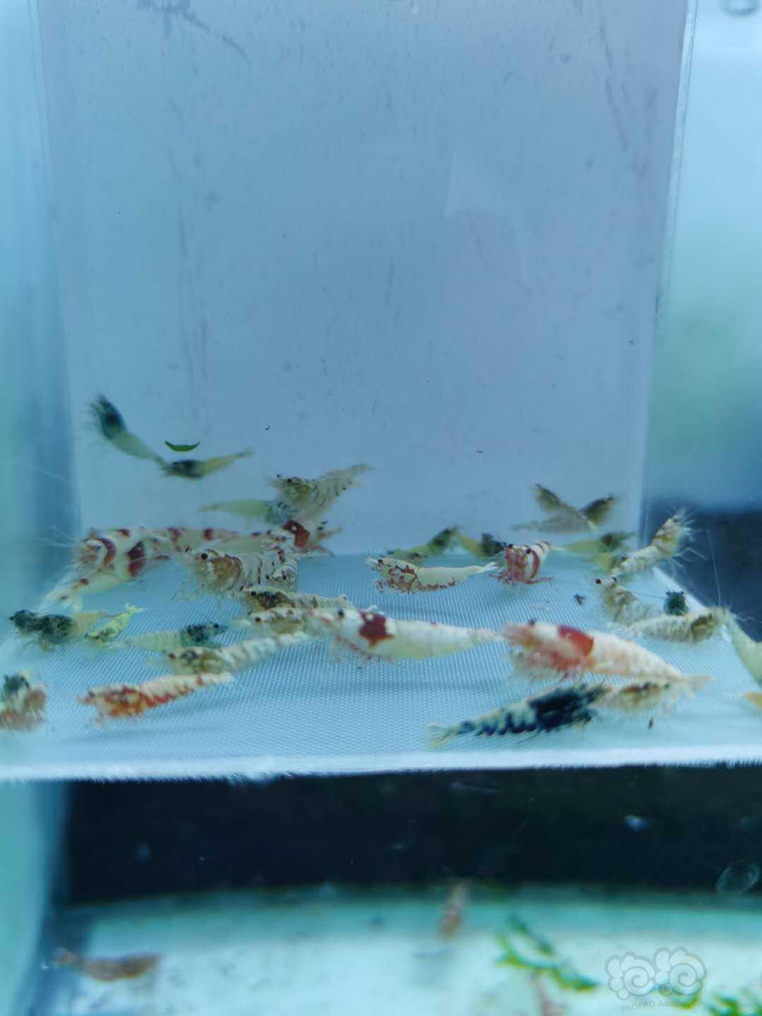 【虾】2020-08-21#RMB出售 杂虾一份50只-图1