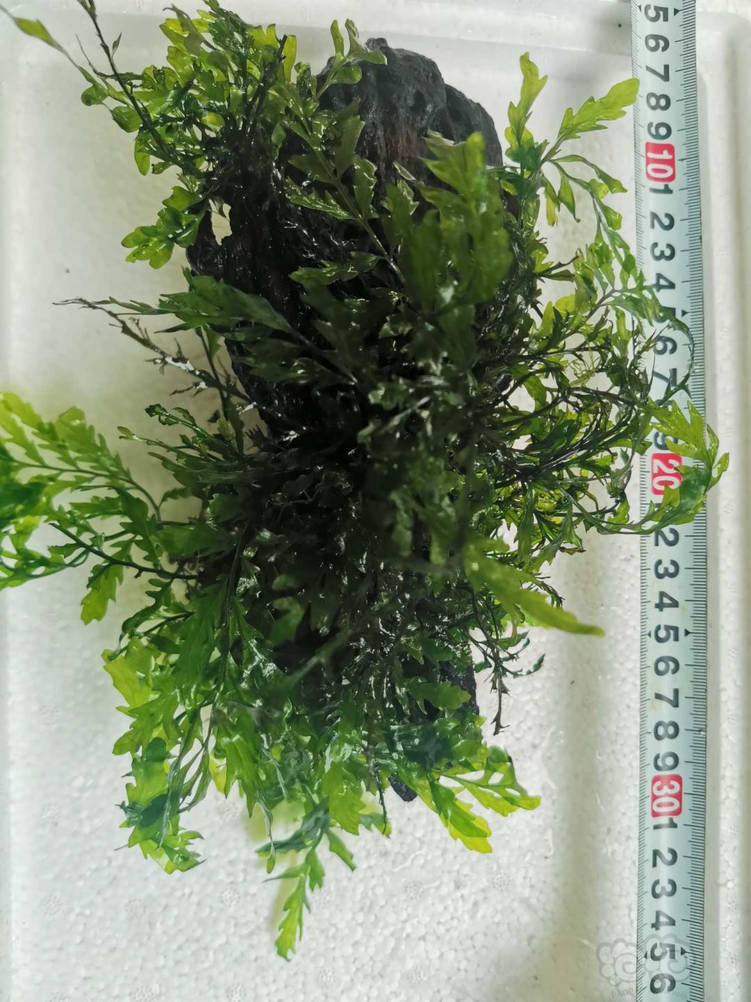 【用品】2020-8-11#RMB拍卖黑木蕨一份-图1