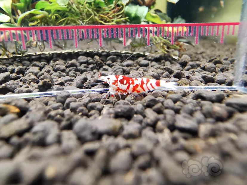 【虾】2020-8-24#RMB拍卖#太极红花虎一对两只-图4