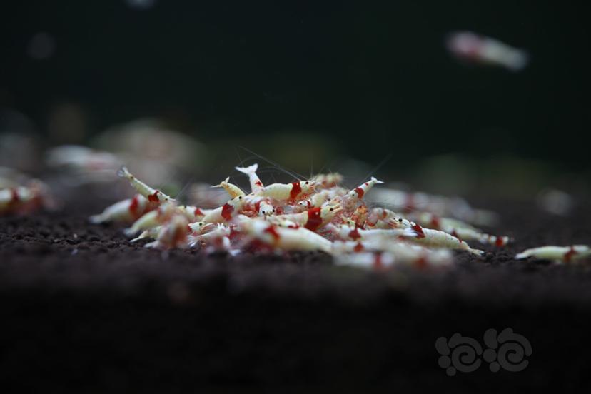【水晶虾】纯血红白、纯血黑白、黄金龙-图3