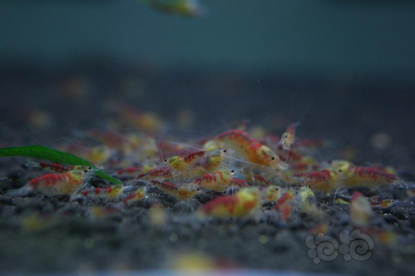 【水晶虾】纯血红白、纯血黑白、黄金龙-图7