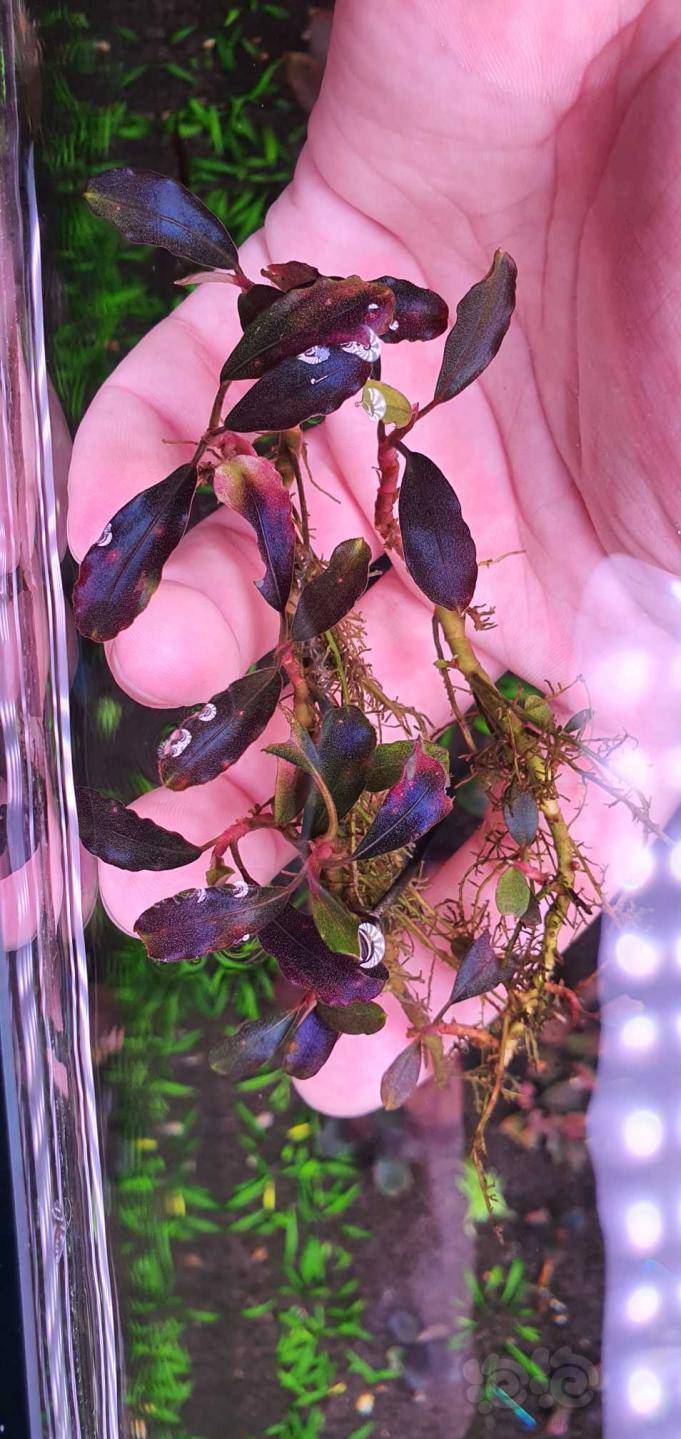 出雅典娜 海 辣椒榕-图3