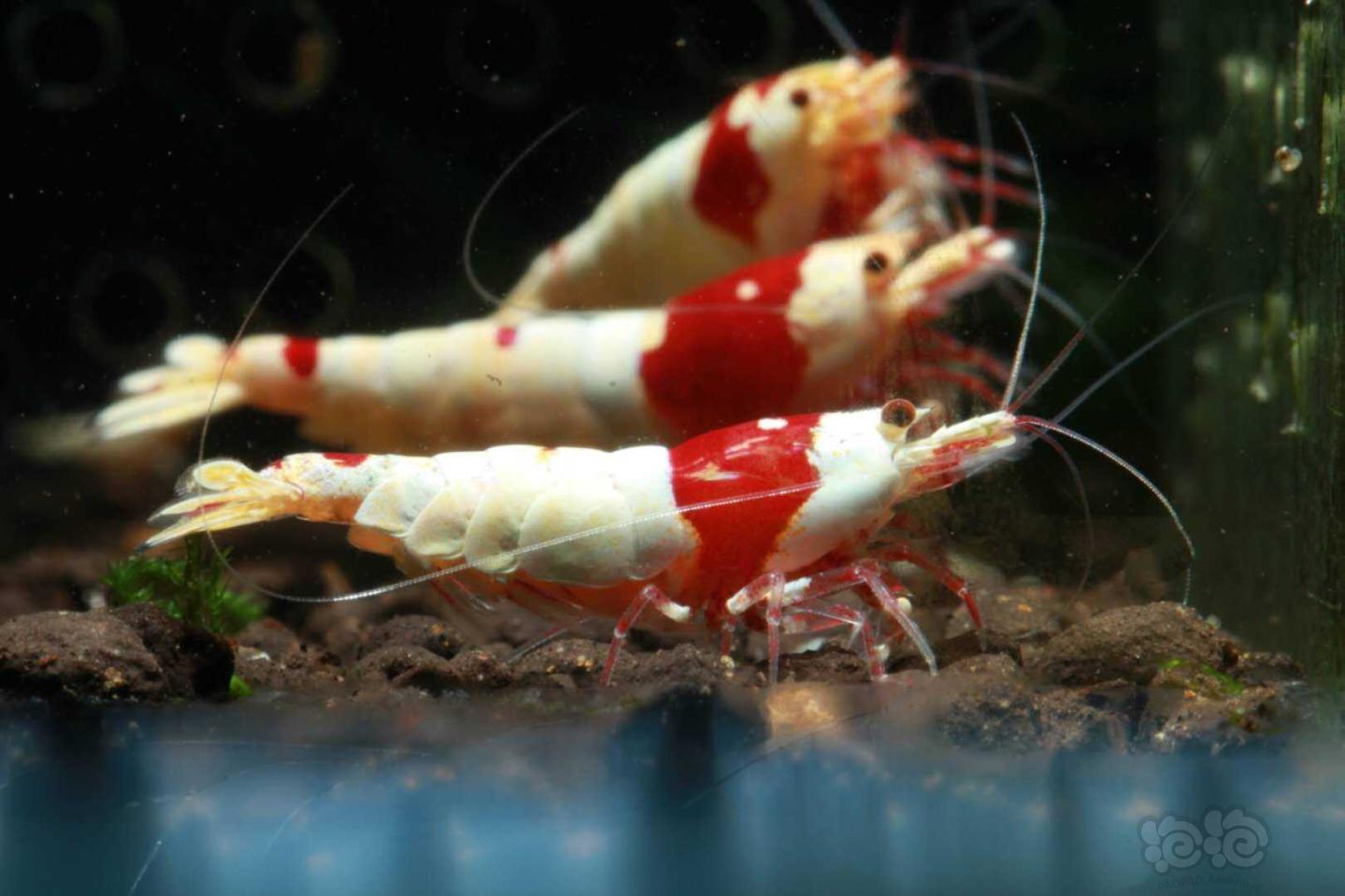 【虾】2020－8－28#拍卖纯血红白3只繁殖组-图2