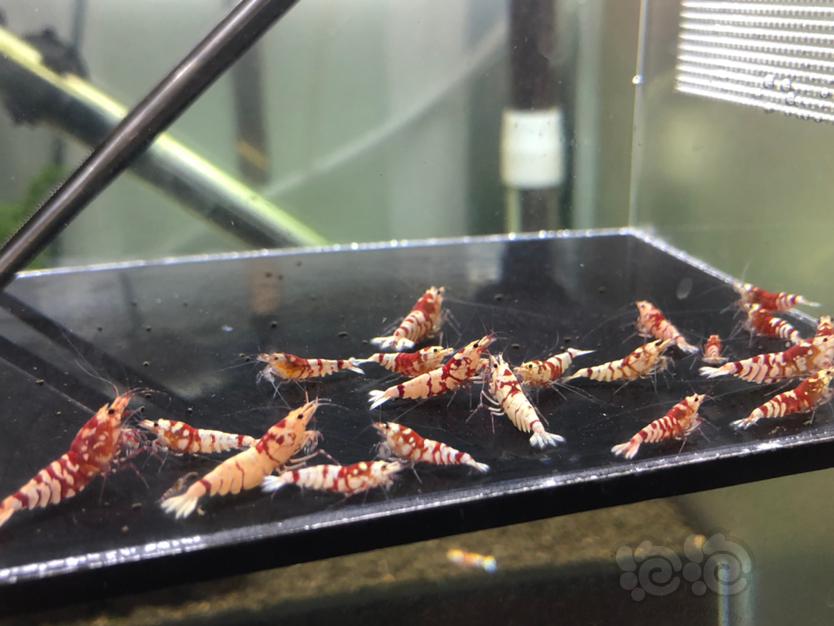【虾】2020-08-30#RMB拍卖红花虎淘汰成虾20只-图5