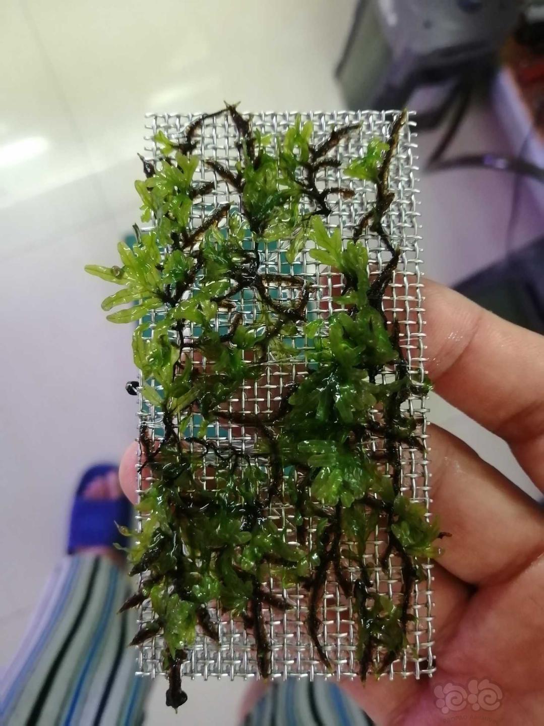 【水草】2020-08-17#RMB拍卖状态完美的翅脉蕨一片-2-图5