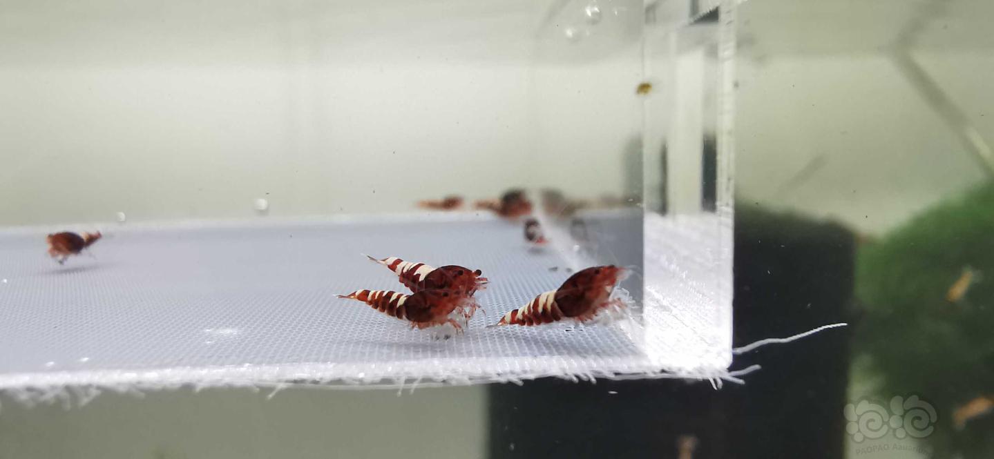 【虾】2020-08-04-#RMB拍卖红斑马15只-图1