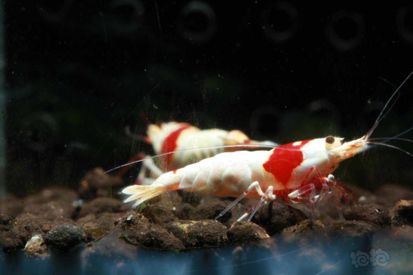 【虾】2020－8－29#RMB拍卖纯血红白3只繁殖组-图1