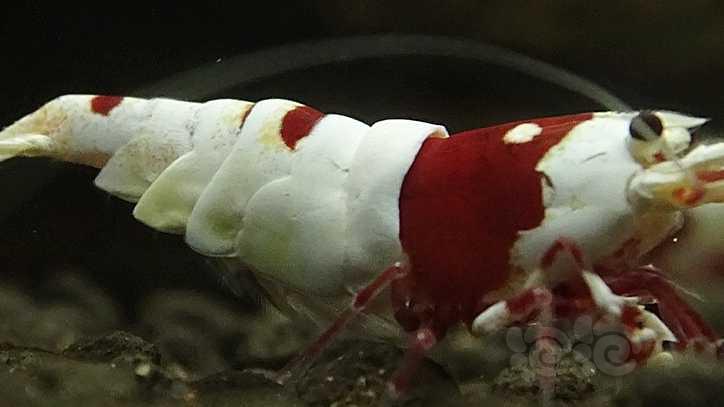 厚甲红白公虾-图1