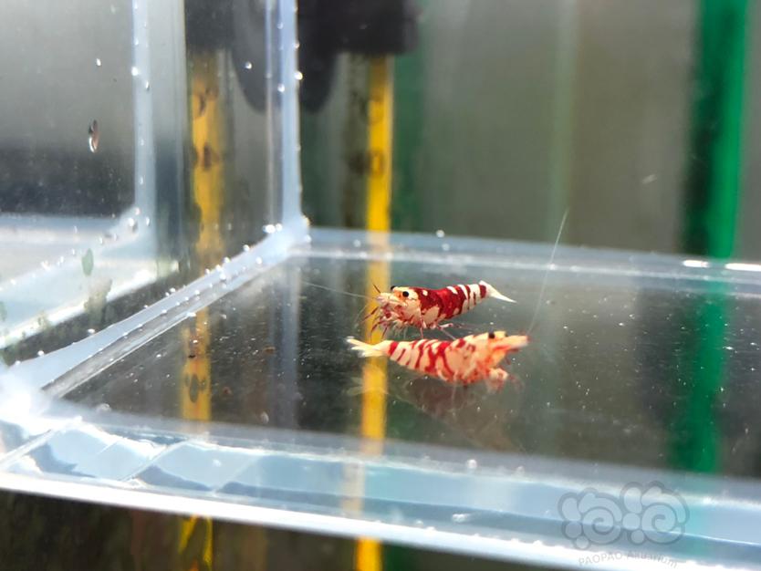 【虾】2020-08-16#RMB拍卖#太极红花虎一份2只-图5