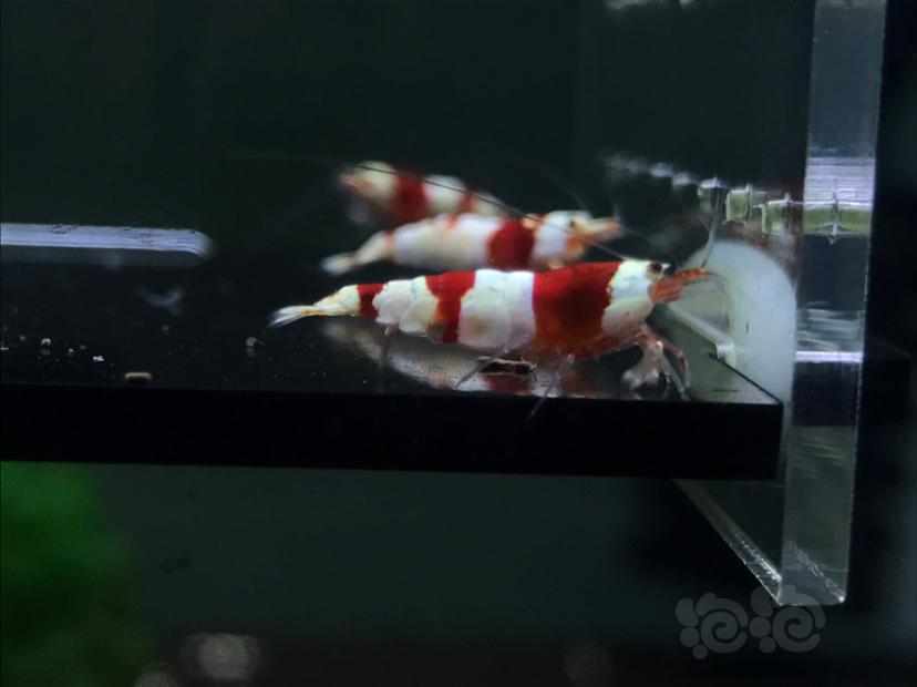 【虾】2020-08-31#RMB拍卖#咖啡血红白水晶虾一份5只-图3