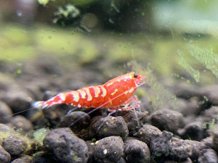 【虾】2020-8-25#RMB拍卖#红银河星钻新成淘汰母虾一份3只-图5