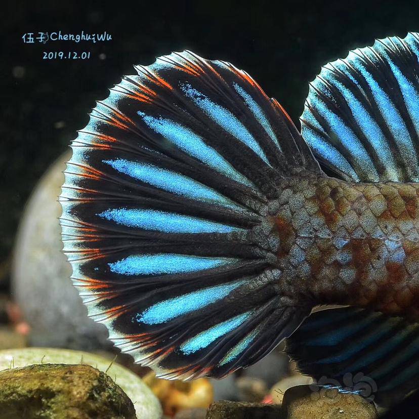 其它阿萨姆奶茶雷龙