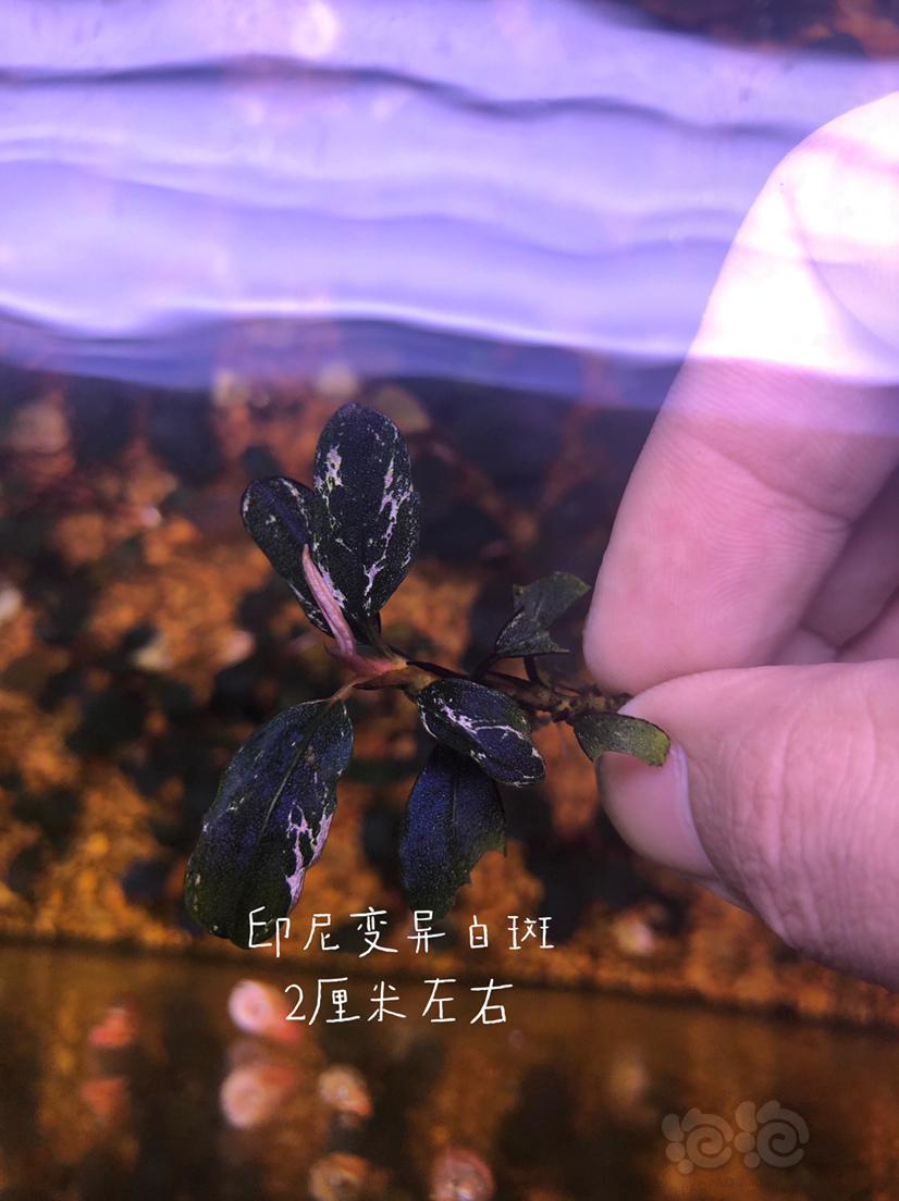 【辣椒榕】减密度出一份辣椒榕老货组合（北京）-图4