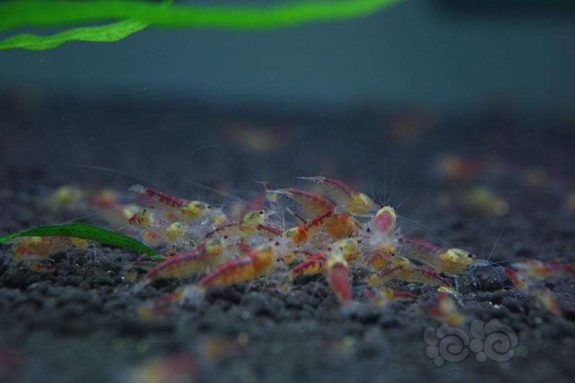 【水晶虾】纯血红白、纯血黑白、黄金龙-图8