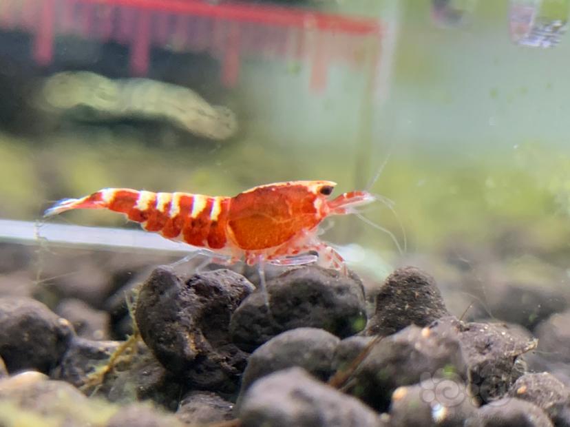 【虾】2020-8-25#RMB拍卖#红银河星钻新成淘汰母虾一份3只-图2