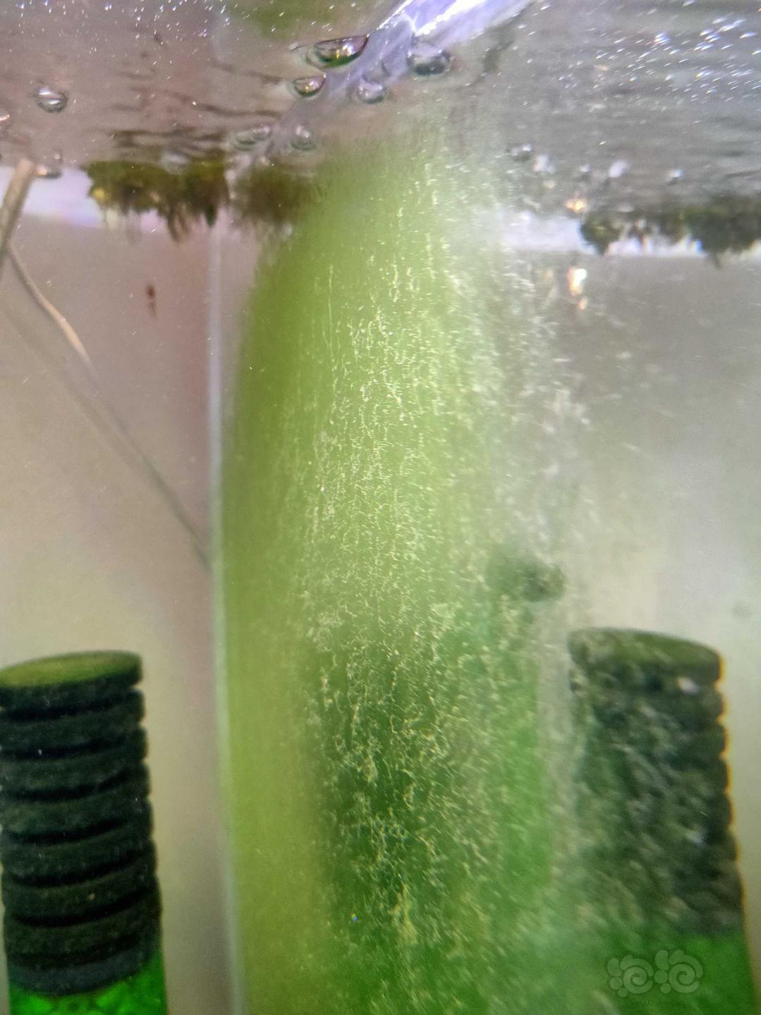水晶虾缸短绒藻爆藻过程-图1