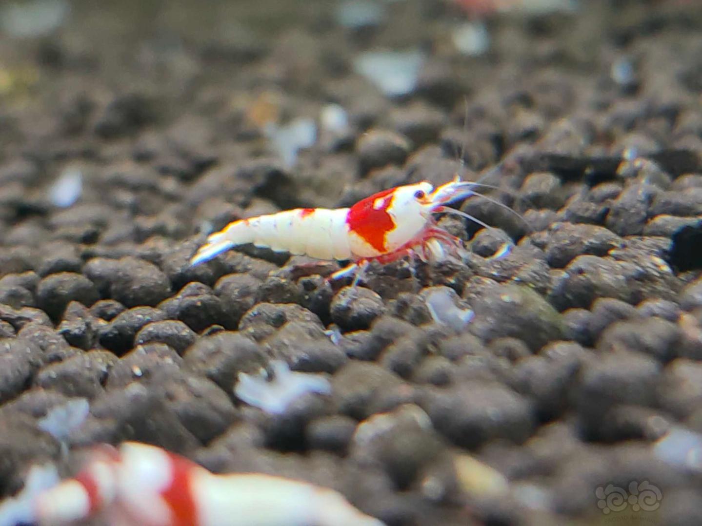 【虾】2020-8-5#rmb拍卖红白水晶虾一份5只-图5
