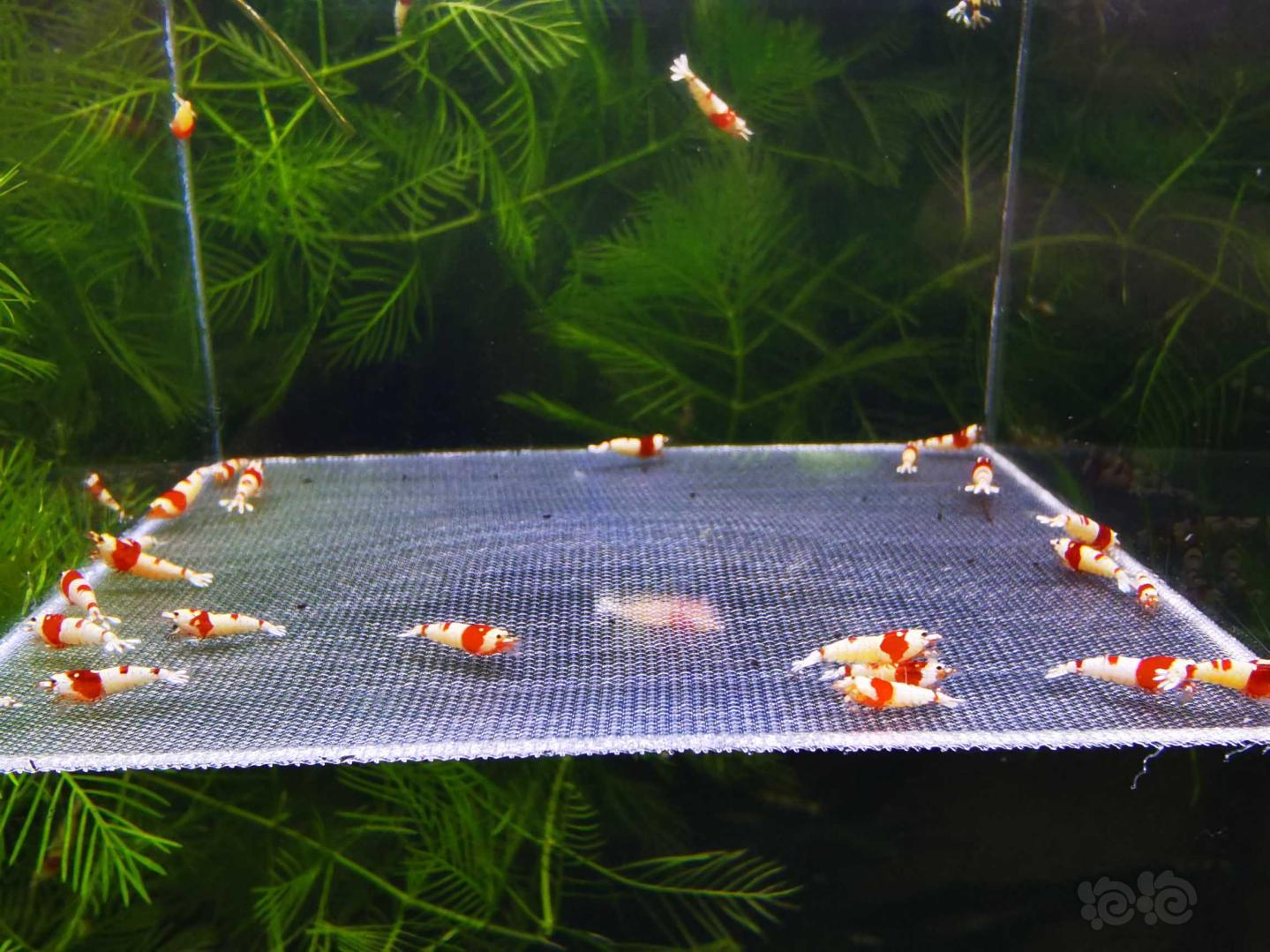 【虾】2020-08-26#RMB拍卖红白幼虾50只-图1