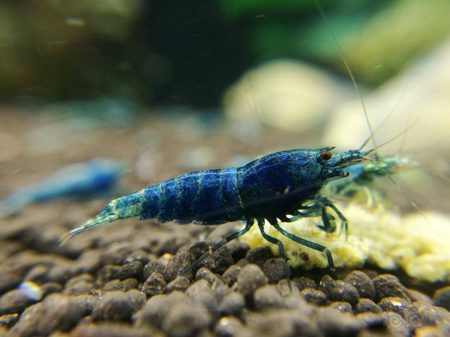 2020818rmb拍卖淘汰蓝金刚新成虾4个