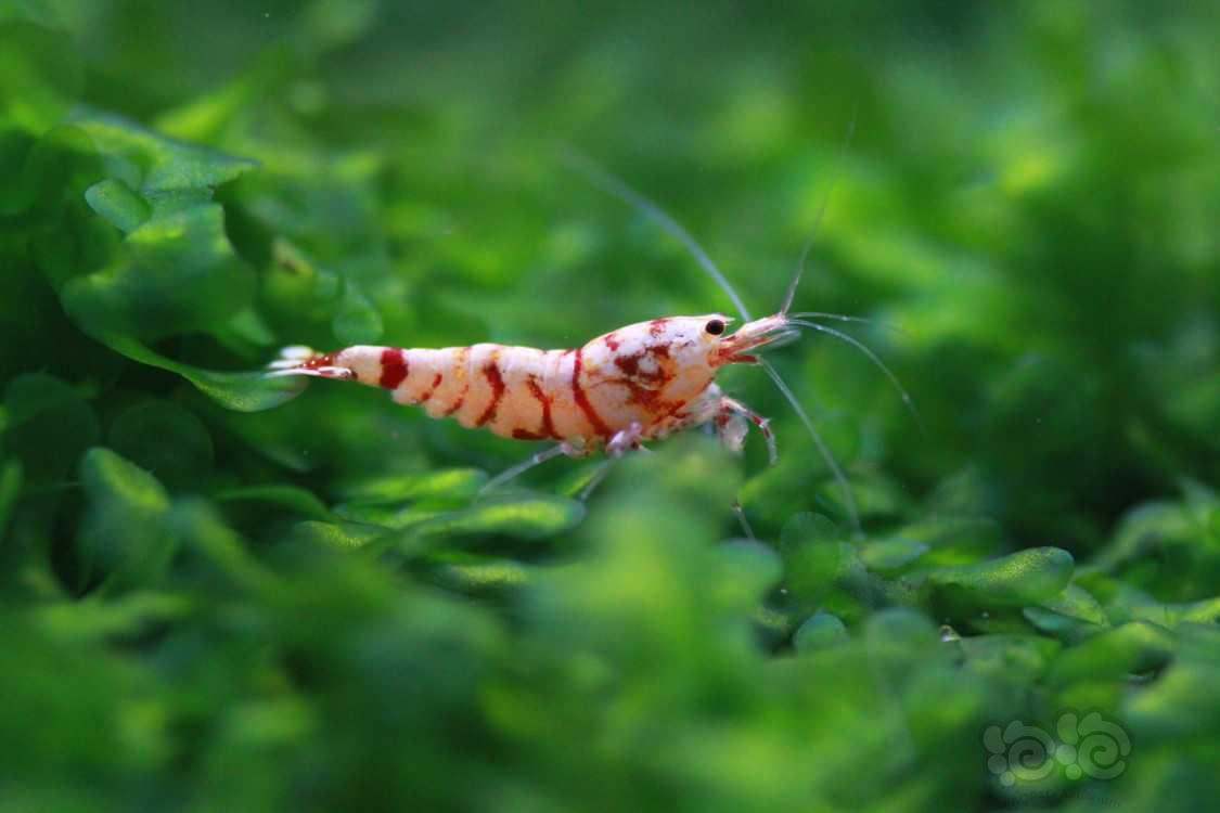 【虾】2020-08-04#RMB拍卖红花虎公虾新成一份4只-图4