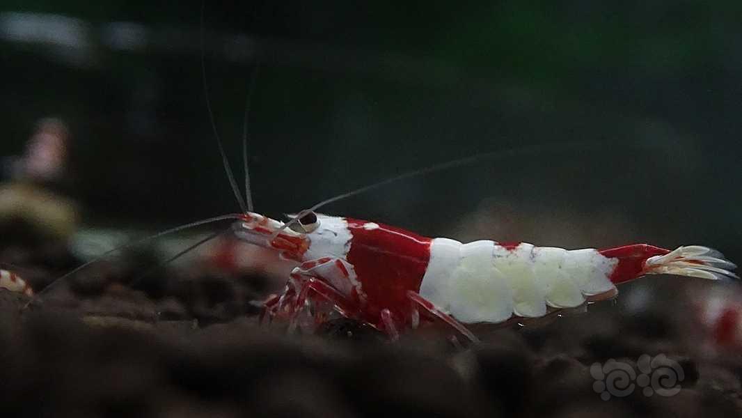 红度不错的小公虾-图2
