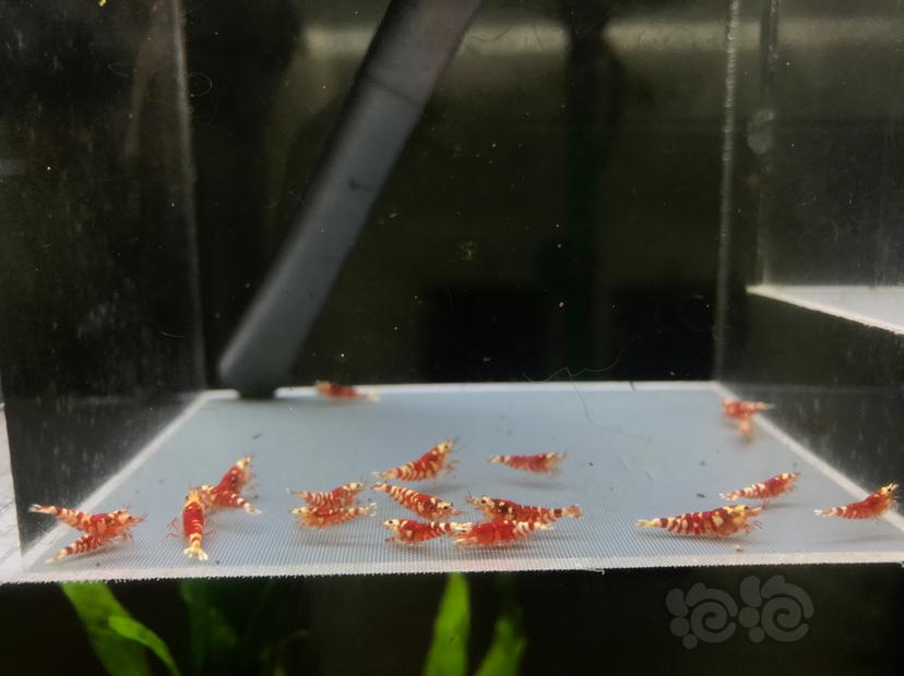 【虾】2020-08-24#RMB拍卖太极红花虎20只-图4