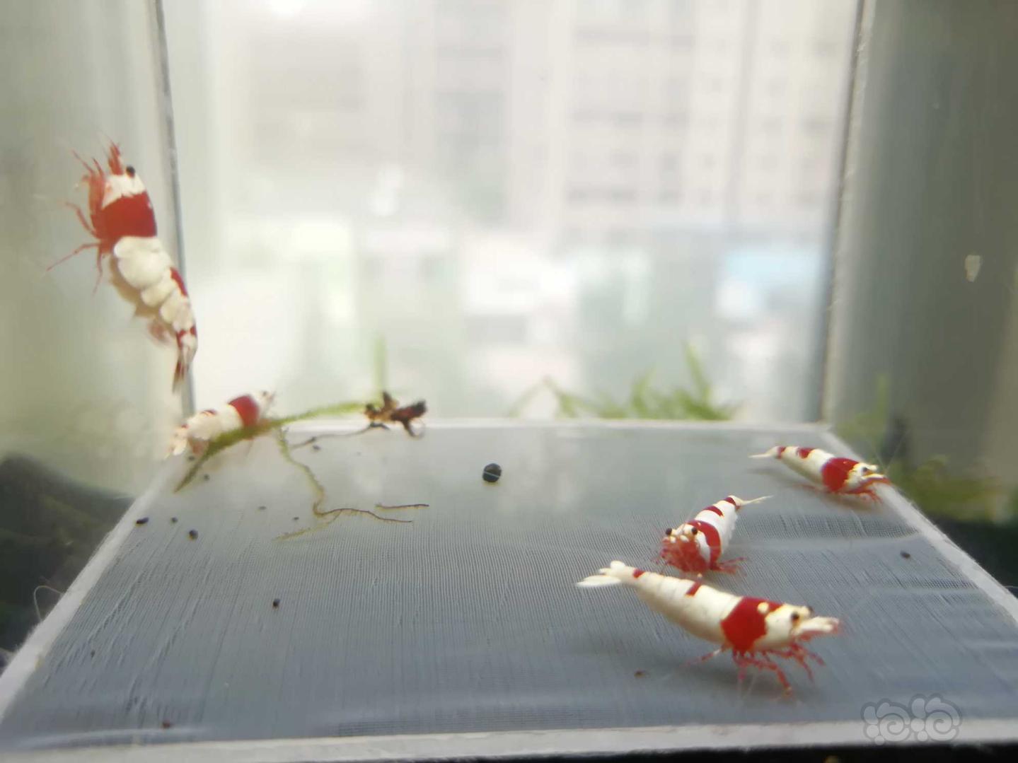 【虾】2020-08-17#RMB拍卖#红白纯血水晶虾成虾一份5只-图3