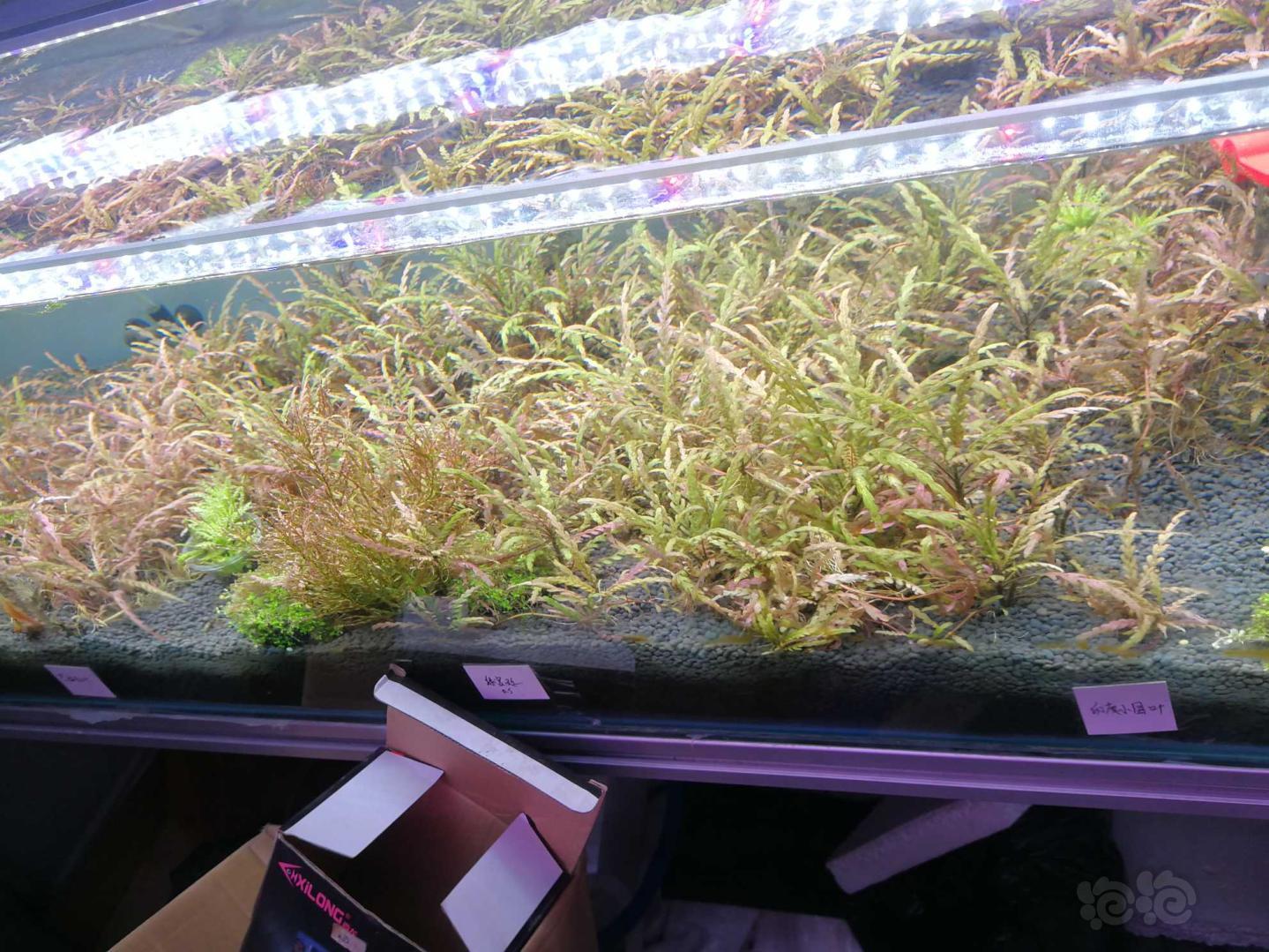 【水草】出售水下叶水草，无澡无螺，多孔虾木-图1