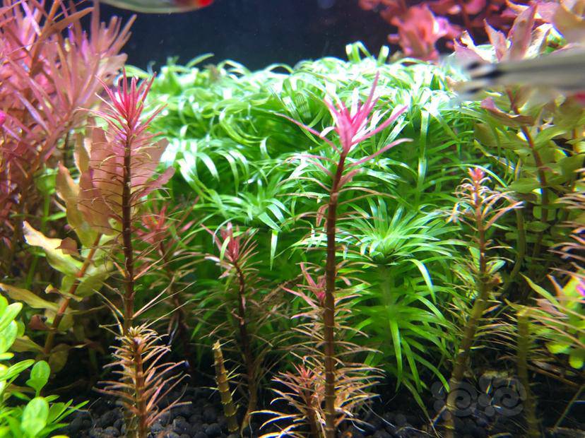 太阳草无心插柳