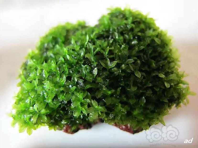 最喜欢的莫丝翡翠珍珠苔 泡泡水族