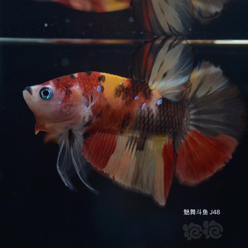 【熱帶魚】出售泰國鬥魚將軍 幻彩 星河 koi