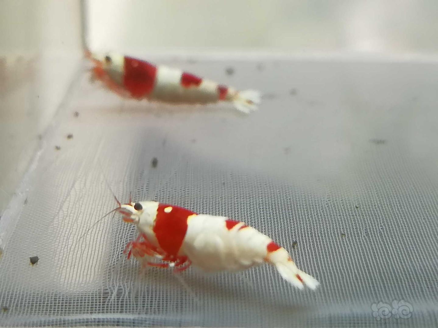 【虾】2020-08-25#RMB拍卖#红白纯血水晶虾一份2只-图1