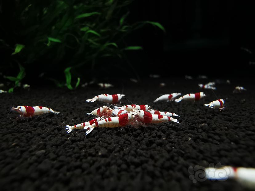 【虾】2020-08-29#RMB拍卖二线红白幼虾一组20只-图2