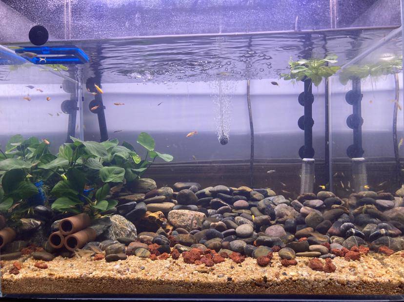 晒晒缸,黑壳虾换完壳都跑出来了