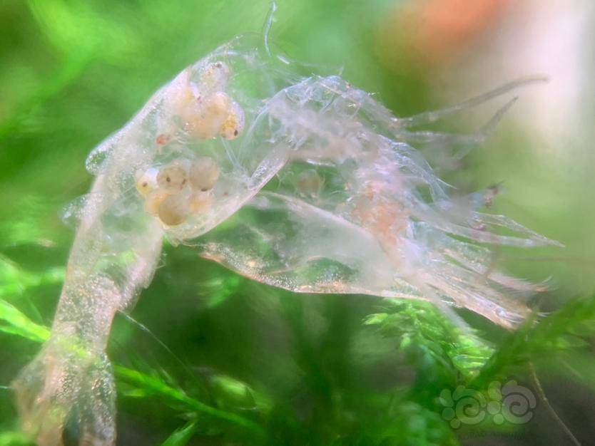 硕果累累的母虾们脱下的壳上都抱着卵