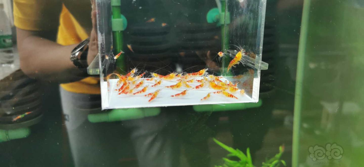 【虾】2020－08－28#RMB拍卖黄金龙50只-图4