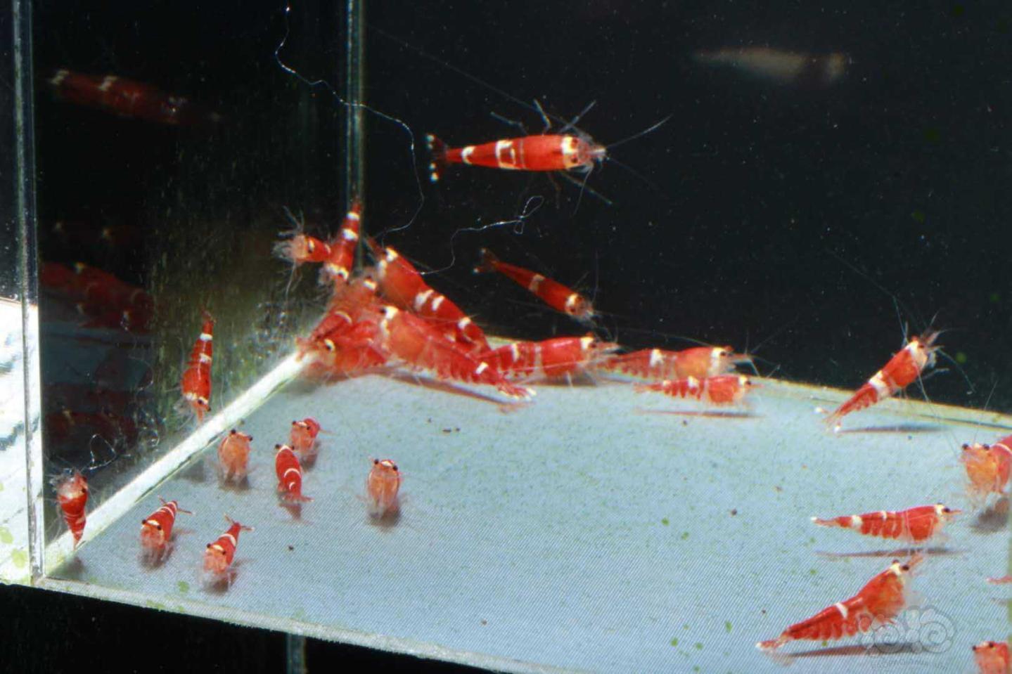 【虾】2020－8－31#RMB拍卖超级红锁小苗30只-图4