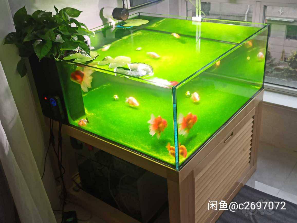 出售金鱼缸短绒藻种 泡泡水族 出售金鱼缸短绒藻种 泡泡水族